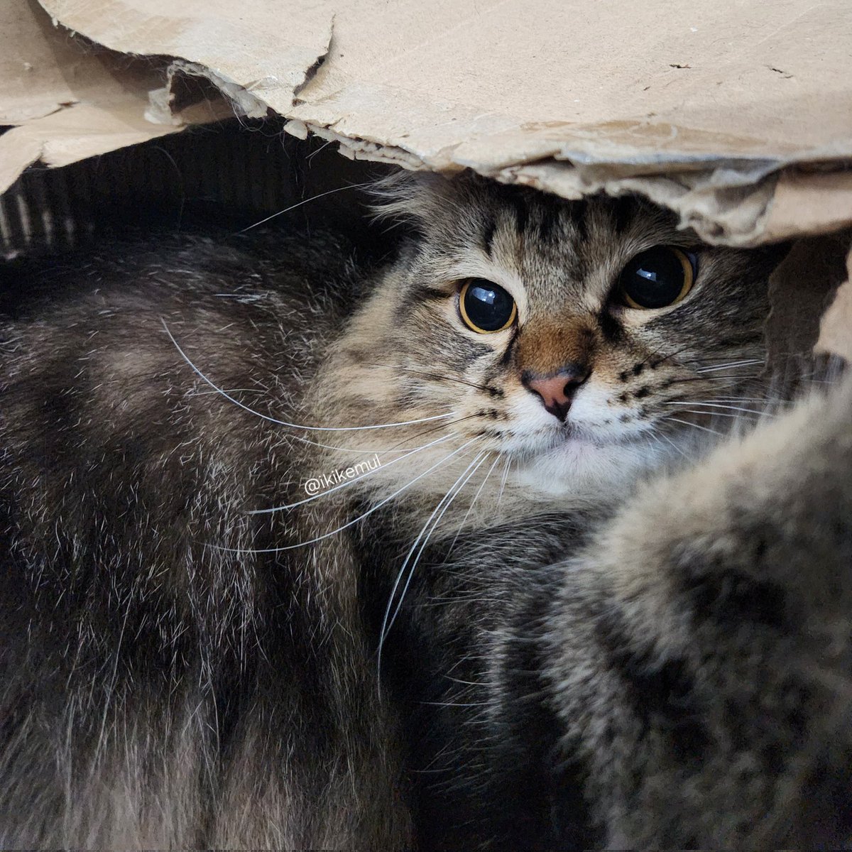 makhluk halus penghuni kardus