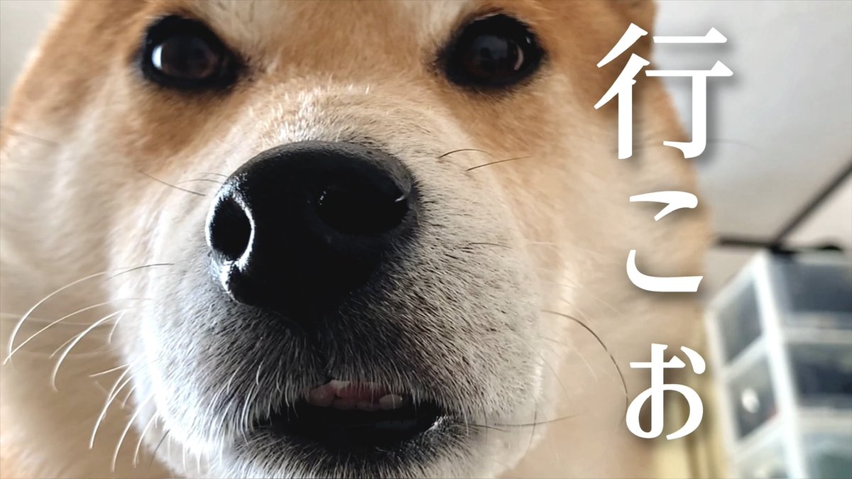 8471Fc's tweet image. 行こうぜ？

柴犬こむぎのモーニングルーティンと睡眠時ルーティン
youtu.be/vYPRYholpZ0