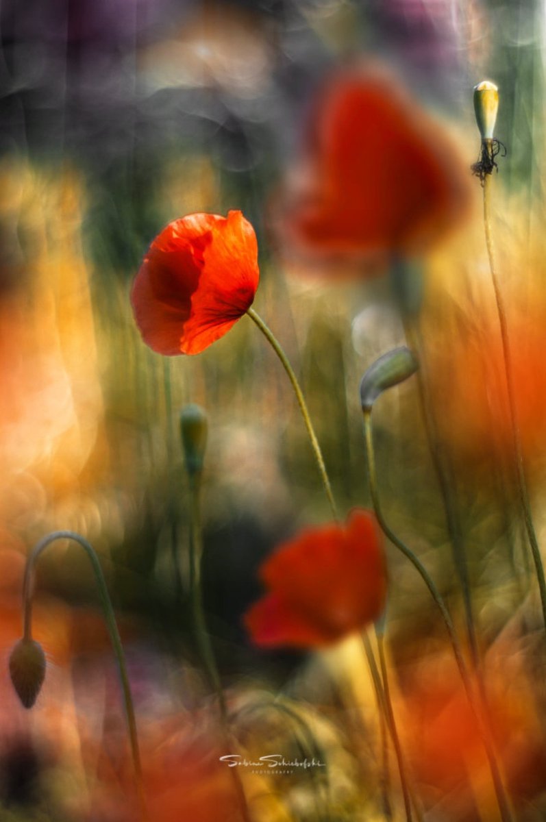 “The older I get, the more I find that 
you can only live with those who free you, 
who love you with an affection that is 
as light to bear as it is strong to feel.”

~ Albert Camus (to René Char)

To a weekend full of beautiful moments.♡
·

© Sabine Schiebofski