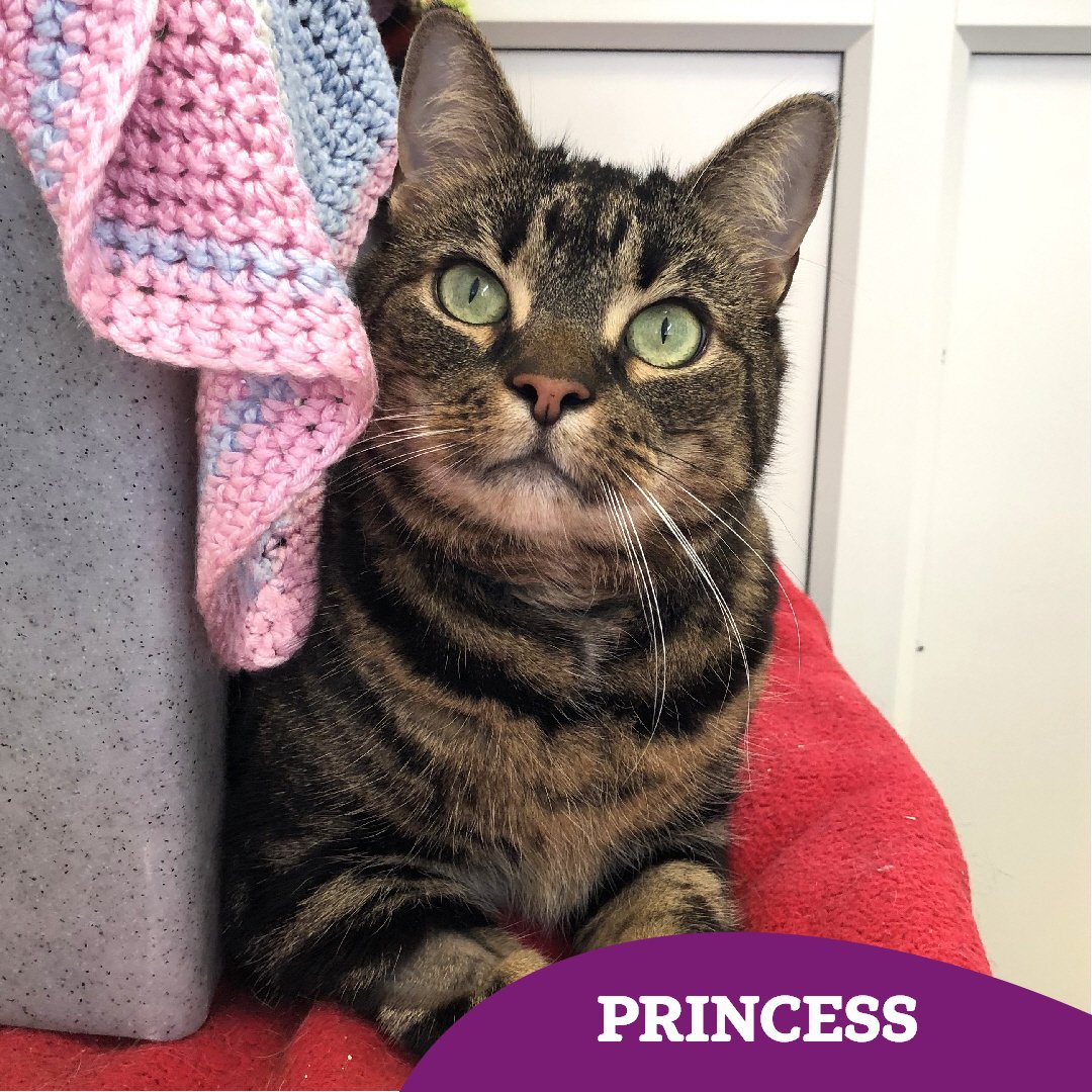 8 year old Princess is a gorgeous girl, both inside and out! 🌼

She's looking to be the only pet in an adult home 🏡 

Could you lend a helping paw and share her story? 🐾
cats.org.uk/findacatform/?…