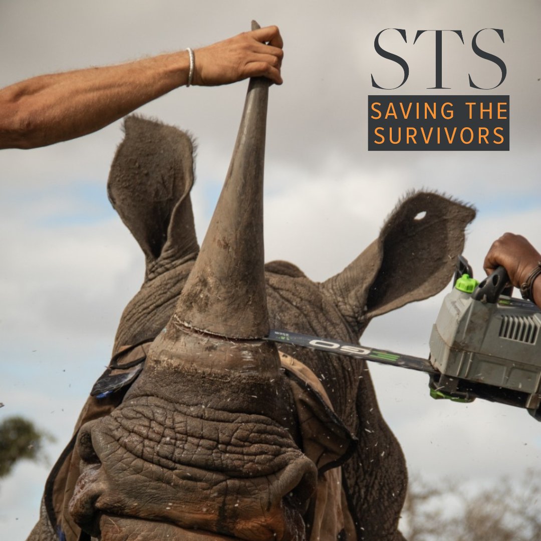 SavingSurvivors's tweet photo. 🦏 New study shows dehorning rhinos cuts poaching by 78%. It's not a permanent fix, but it's saving lives now.

Many reserves can't afford it — that's where we step in.

Help us protect more rhinos. Read more &amp; support: 
https://t.co/IqNeU8rPdk https://t.co/UU1sYsn9HO