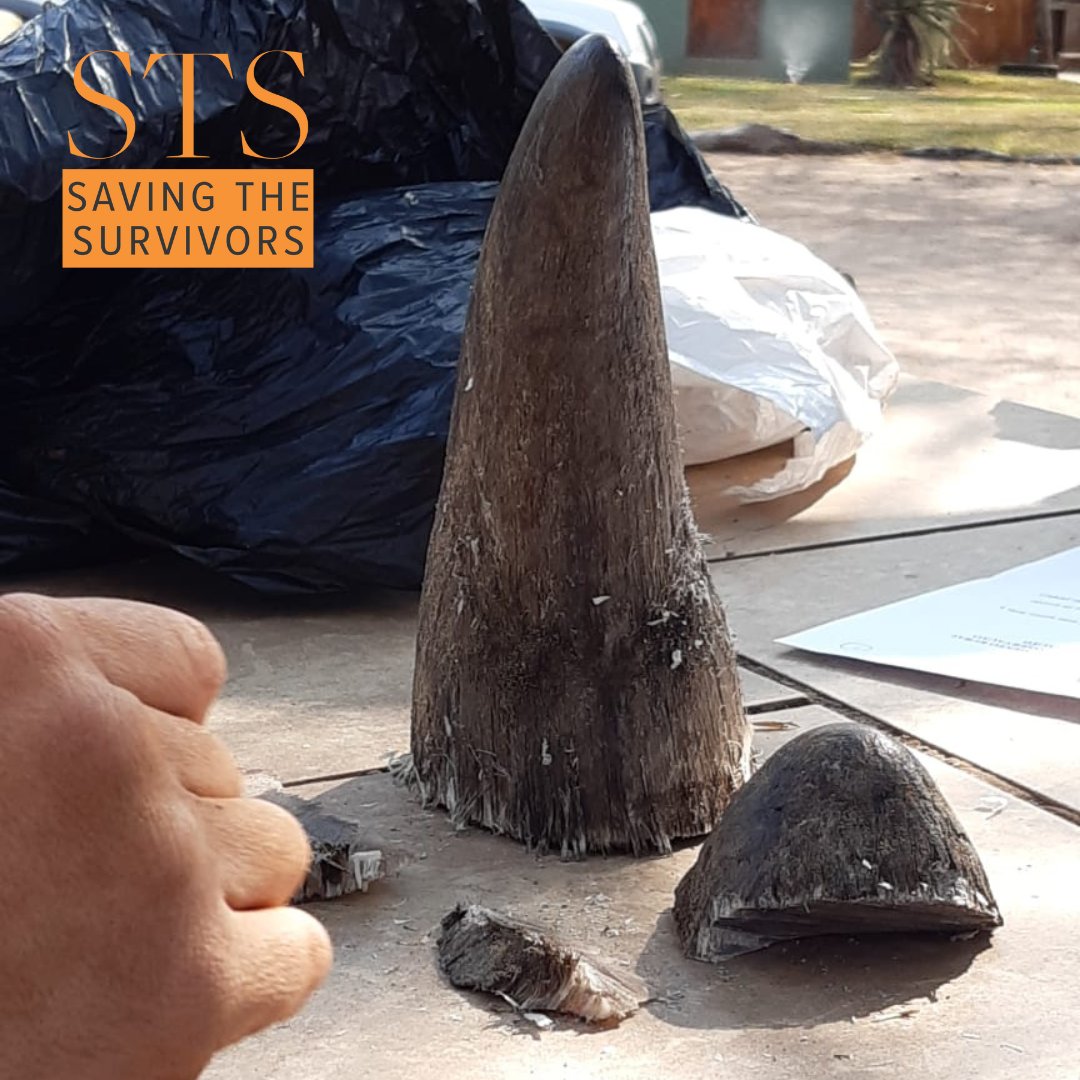 SavingSurvivors's tweet photo. 🦏 New study shows dehorning rhinos cuts poaching by 78%. It's not a permanent fix, but it's saving lives now.

Many reserves can't afford it — that's where we step in.

Help us protect more rhinos. Read more &amp; support: 
https://t.co/IqNeU8rPdk https://t.co/UU1sYsn9HO
