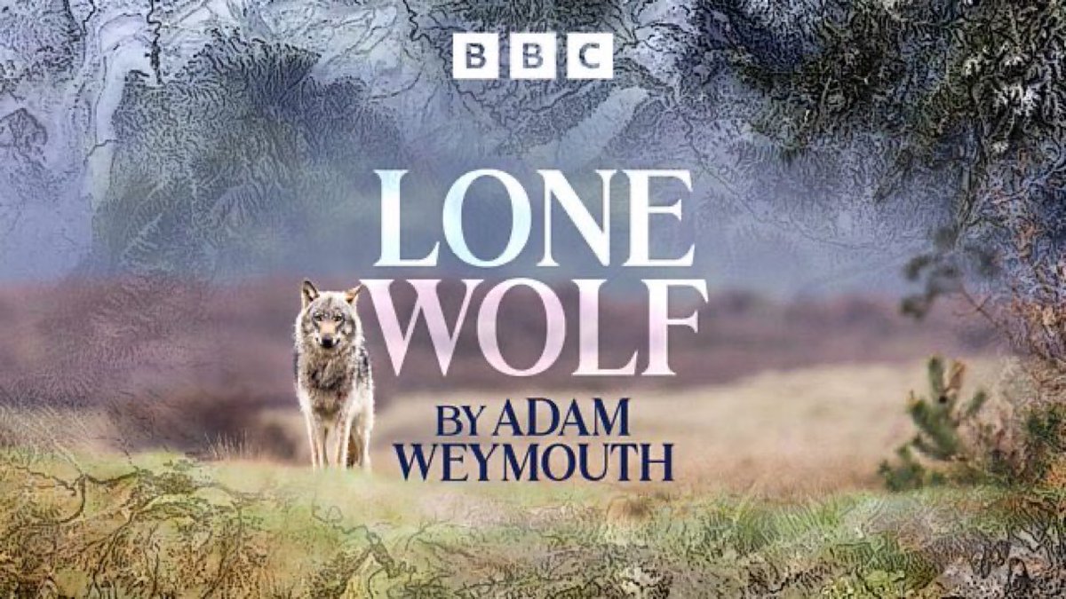 11:45am TODAY on <a href="/BBCRadio4/">BBC Radio 4</a> 

Lone Wolf by Adam Weymouth
Ep 5 of 5

Adam Weymouth meets those who watched &amp; monitored as the Slovenian wolf met an Italian female &amp; a new dynasty was born

#AdamWeymouth’s book abridged by Jill Waters and read by Tom Mothersdale

#BookchatWeekly