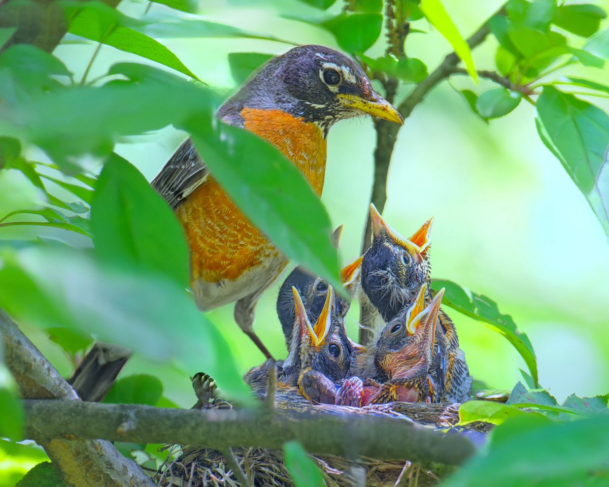 Ruben Giron (@rubengi02391602) on Twitter photo American Robins nest at the Northwest side of the Pool. Taken 6/2 but sadly on 6/4, there were no signs of the nest anymore 😢 #birdcpp <a href="/BirdCentralPark/">Manhattan Bird Alert</a> American Robins nest at the Northwest side of the Pool. Taken 6/2 but sadly on 6/4, there were no signs of the nest anymore 😢 #birdcpp <a href="/BirdCentralPark/">Manhattan Bird Alert</a>