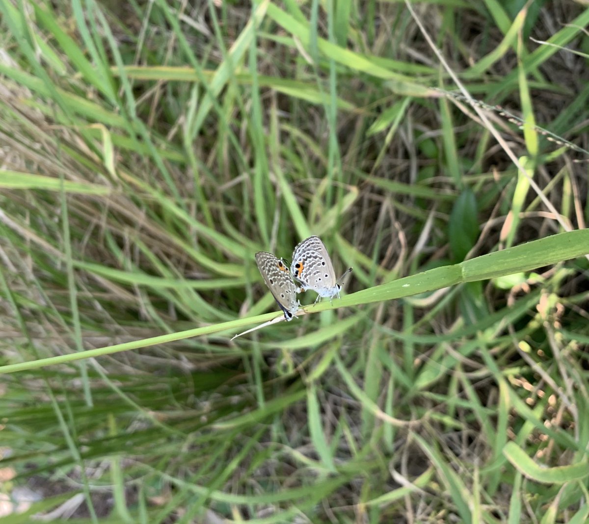 昼間の海岸近くでは、クロマダラソテツシジミが大量に居ました。