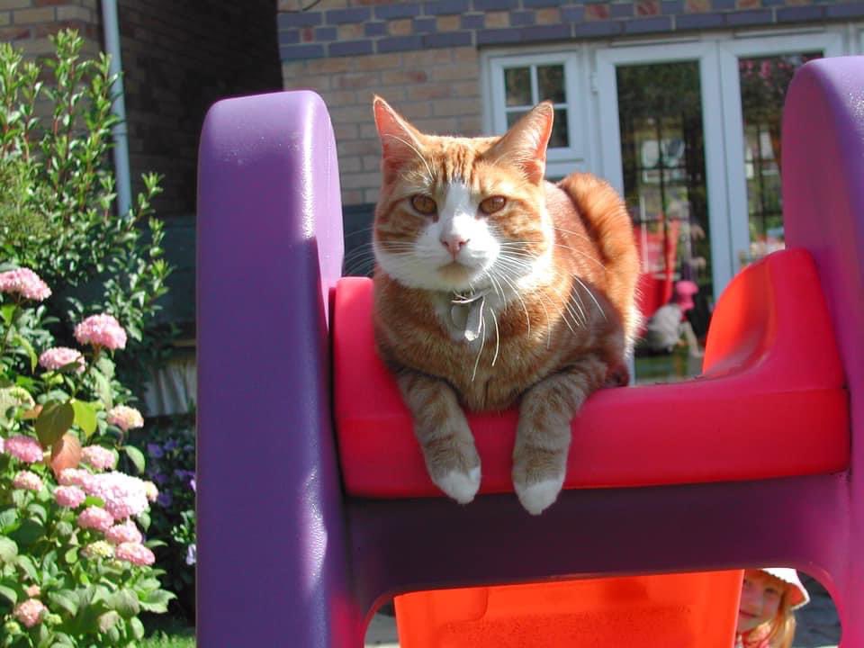 It’s 4 years since our predecessor, mentor and chief bald👨‍🦲one tormenter Cider <a href="/CiderGeordieCat/">Cider 🌈 the Geordie Cat</a> went OTRB 🌈 He sits in the Rainbow Bridge arms on a rug by the fire with his furriends and sisfur Rosie bellyache laughing at our antics.  Every wind up is for him and Rosie 🧡🖤🧡🖤