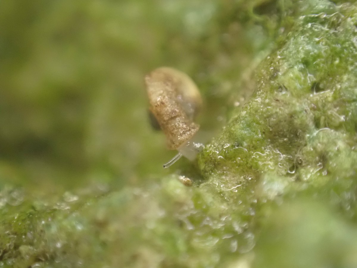 ラッパガイ

極小ですが、相変わらず面白い貝です。