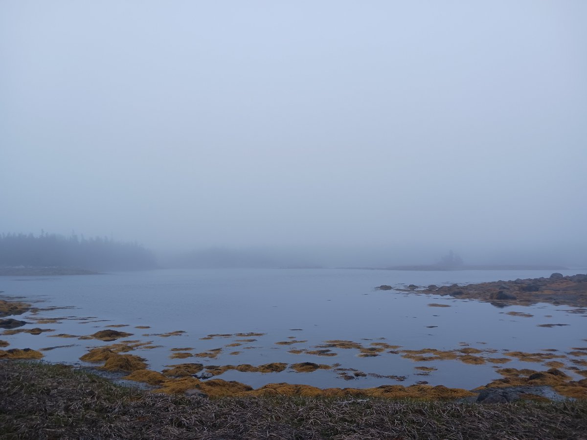 ImagesCoast's tweet photo. "There is no more bird life here in Nova Scotia anymore."
May 30th 2025 #chemtrails #chemicallegacy #sixthextinction https://t.co/VR0D7vPWRM