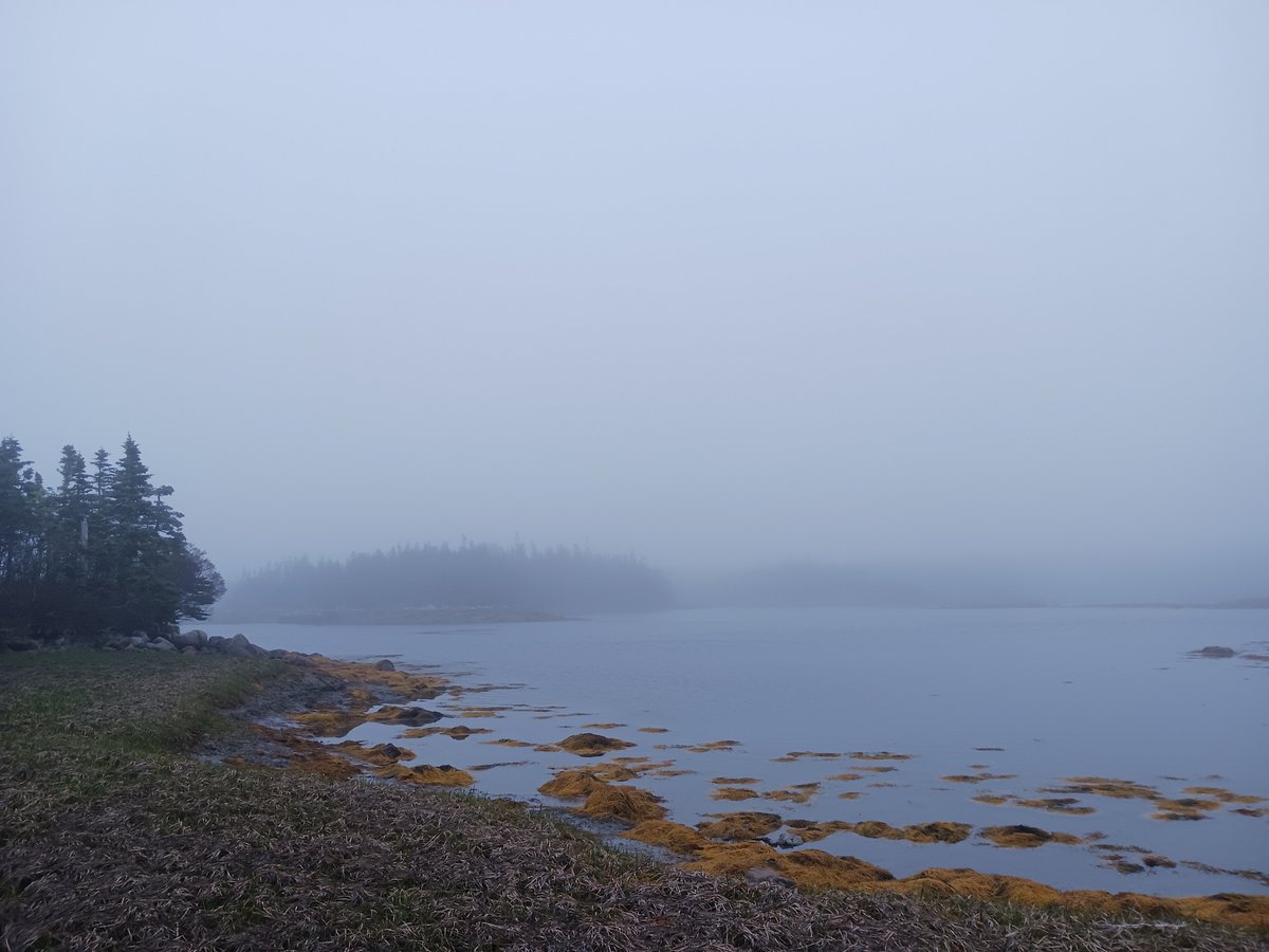 ImagesCoast's tweet photo. "There is no more bird life here in Nova Scotia anymore."
May 30th 2025 #chemtrails #chemicallegacy #sixthextinction https://t.co/VR0D7vPWRM