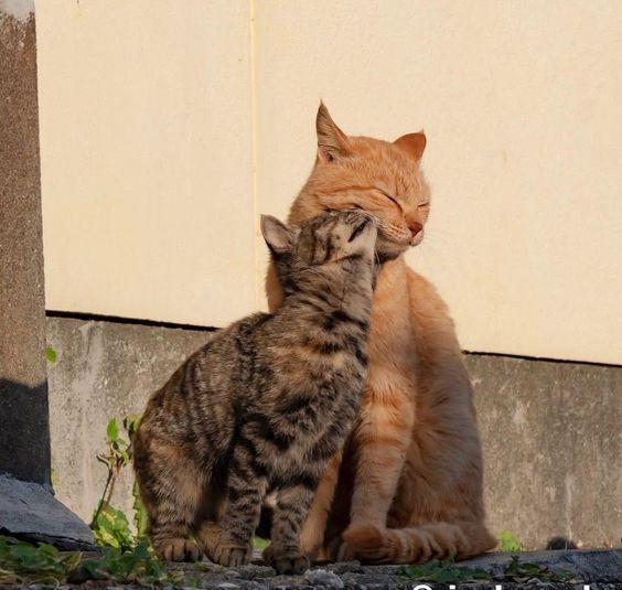 Punch Cat (@punchingcat) on Twitter photo 