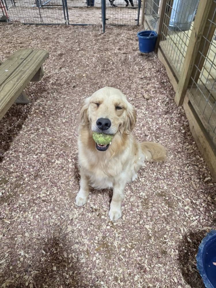 84DogsHelp's tweet image. 🐾 A Future Hero in Training! 🦮
Meet Peanut, a service dog in training from our prison dog program in Ohio! With a tennis ball and a smile, this pup is on the path to changing a veteran’s life. Support their journey! ❤️🐶
#WorkingDogsForVets #ServiceDogInTraining #SecondChances