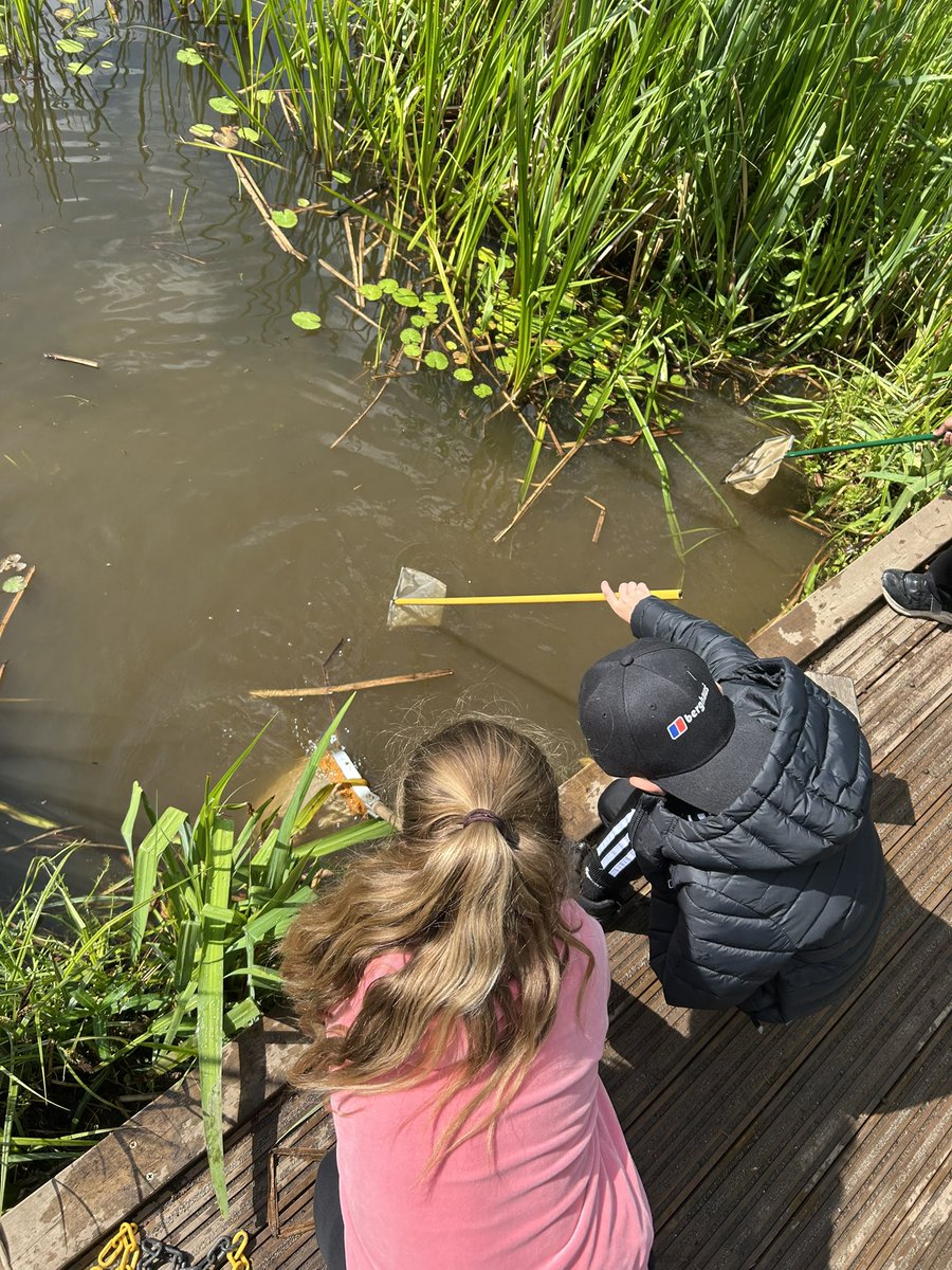 Year4SDLA's tweet image. We are having a fantastic time at Austerfield, this morning we have been pond dipping and mini-beast hunting 🐛 🐜 🐟 

@SDLPrimary @ExceedLP