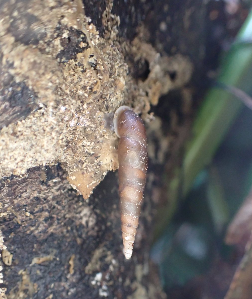 スタアンズギセル

コギセル属の最大種。樹上や立枯れに沢山ついておりました。