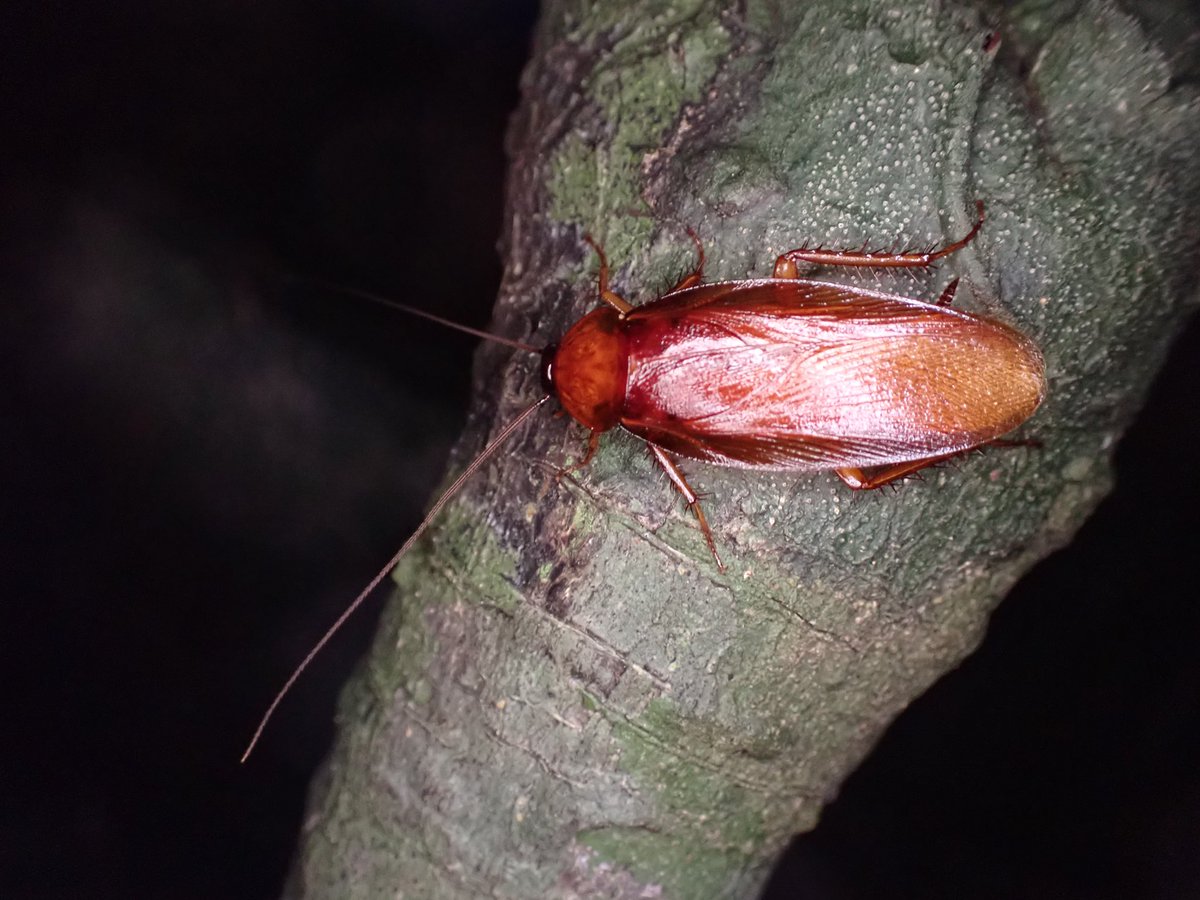おそらくスズキゴキブリ雄ですかね。赤く大きく美しいG。