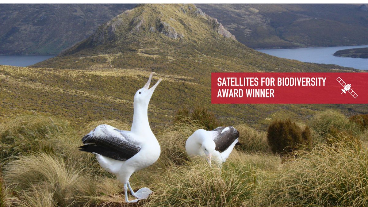 Connected_Cons's tweet image. We're proud to support @VicUniWgtn & @docgovtnz in protecting the Southern Royal Albatross, one of the world’s largest seabirds. @AirbusFdn donated satellite HR imagery + AI will spot nests, track numbers & monitor breeding on remote NZ islands.
connectedconservation.foundation/projects/south…