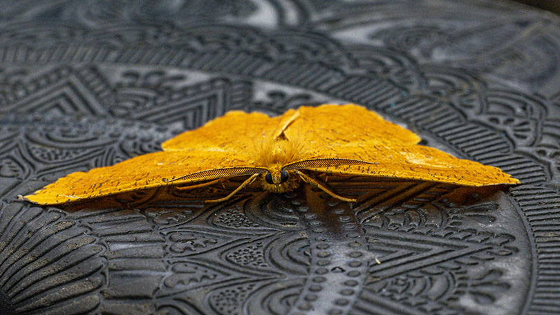 Limerick Council - Comhairle Luimnigh (@limerickcouncil) on Twitter photo Leading Irish Experts, Citizen Scientists, and Volunteers Unite in Castleconnell to Safeguard the Future of Moths and Butterflies in Ireland
Read More: limerick.ie/council/newsroโฆ
#LimerickEdgeEmbrace #Limerick <a href="/LimerickEnviron/">Limerick Environment</a> Leading Irish Experts, Citizen Scientists, and Volunteers Unite in Castleconnell to Safeguard the Future of Moths and Butterflies in Ireland
Read More: limerick.ie/council/newsroโฆ
#LimerickEdgeEmbrace #Limerick <a href="/LimerickEnviron/">Limerick Environment</a>