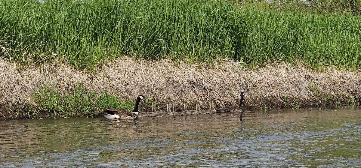Kayaking the Fawn River in Shipshewana, Indiana, was fun and filled with nature experiences. Geese, red wing black birds, beavers, raccoons, and turtles, to name a few.