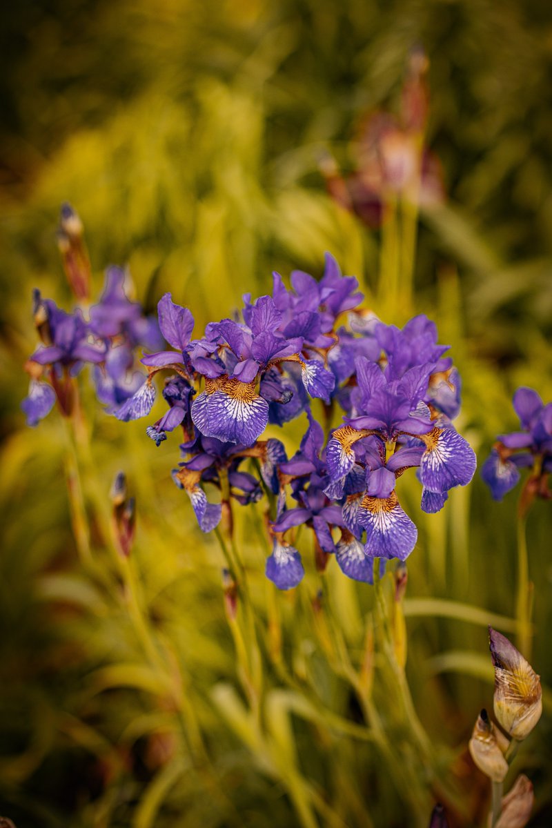 время ирисов (лилейникам приготовиться)