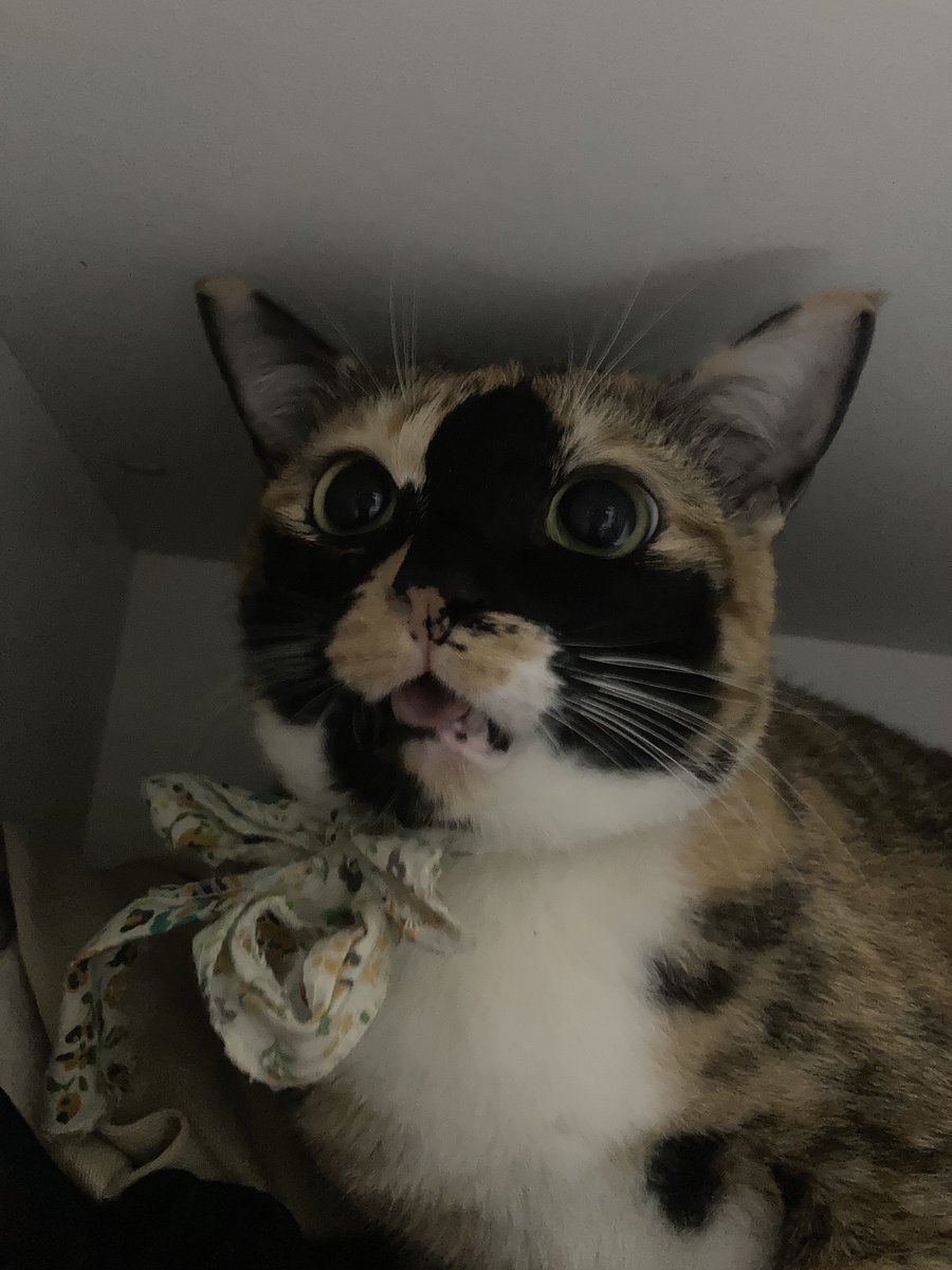 หน้ายุงยัง