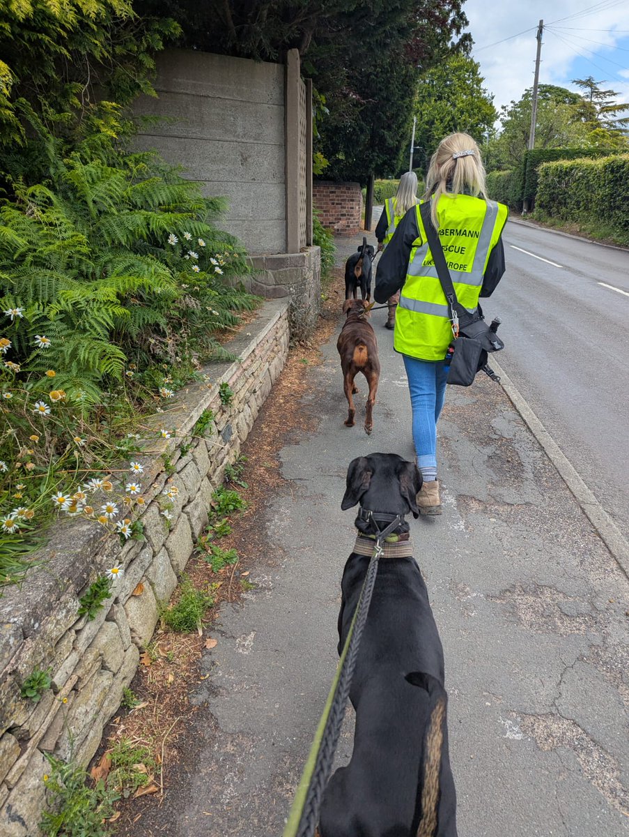 UkRescue's tweet image. Enya, Slinky and Kobe are out on their adventures this afternoon with Di, Kat and Danielle.