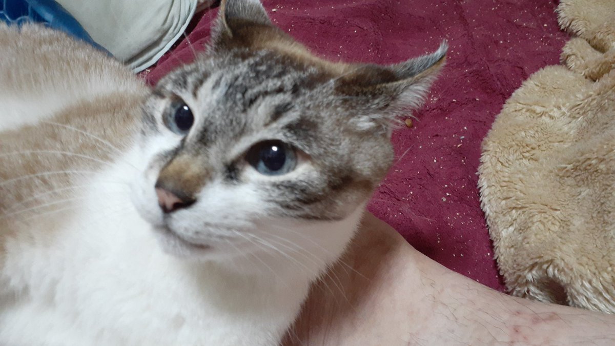 dat2845's tweet photo. @mitoconcon 6年前に亡くなった猫ですがXの顔
にしてます。賢いのか、アンポンタンなのか、その境目がいい https://t.co/HXrGxdWnL1