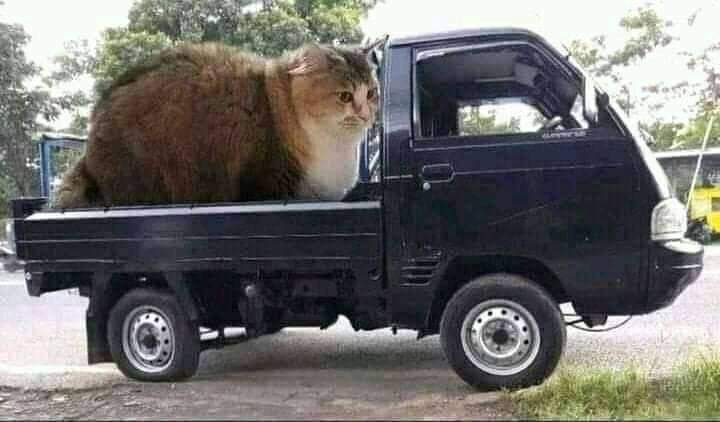 Haiwan korban terlebih meowtan.