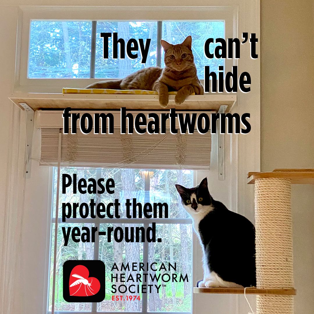 Mosquitoes have no fear of heights. Protect your precious kitties.#saynotoheartworms#heartwormprevention