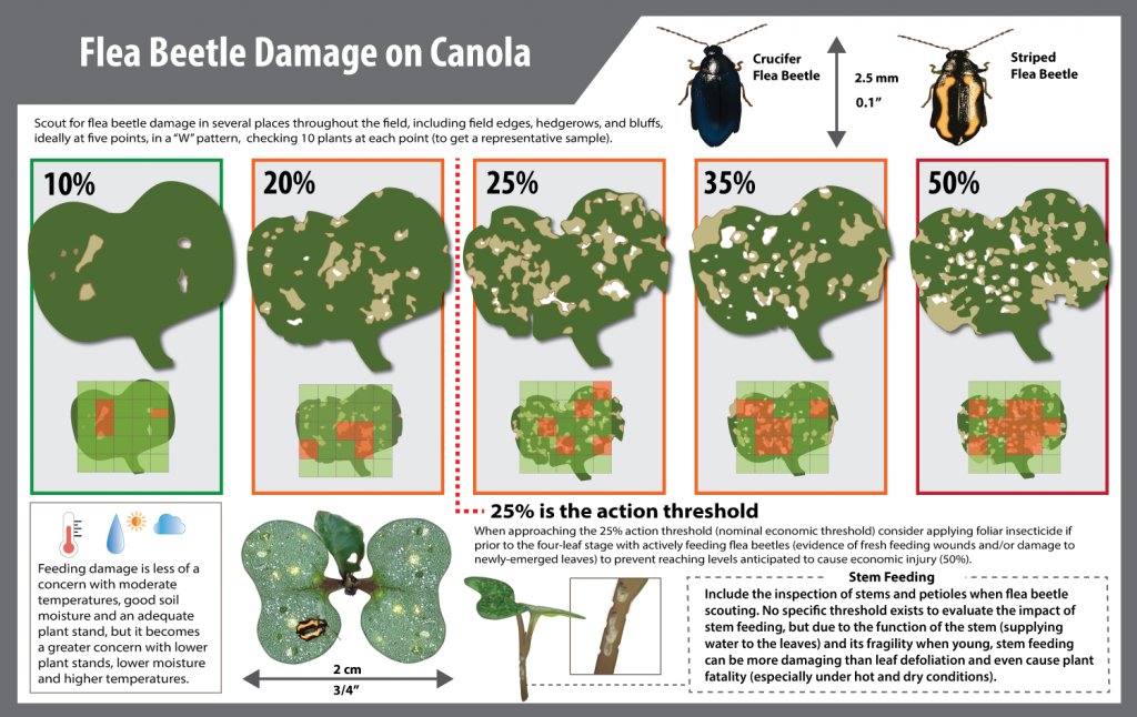 Canola Council of Canada (@canolacouncil) on Twitter photo The first steps in making the decision to spray for flea beetles are knowing the spray threshold and assessing leaf area loss.
Our flea beetle damage guide can help. Learn more about making the right spray decision in this <a href="/CanolaWatch/">CW Jay Whetter</a> article: canolacouncil.org/canola-watch/f… The first steps in making the decision to spray for flea beetles are knowing the spray threshold and assessing leaf area loss.
Our flea beetle damage guide can help. Learn more about making the right spray decision in this <a href="/CanolaWatch/">CW Jay Whetter</a> article: canolacouncil.org/canola-watch/f…