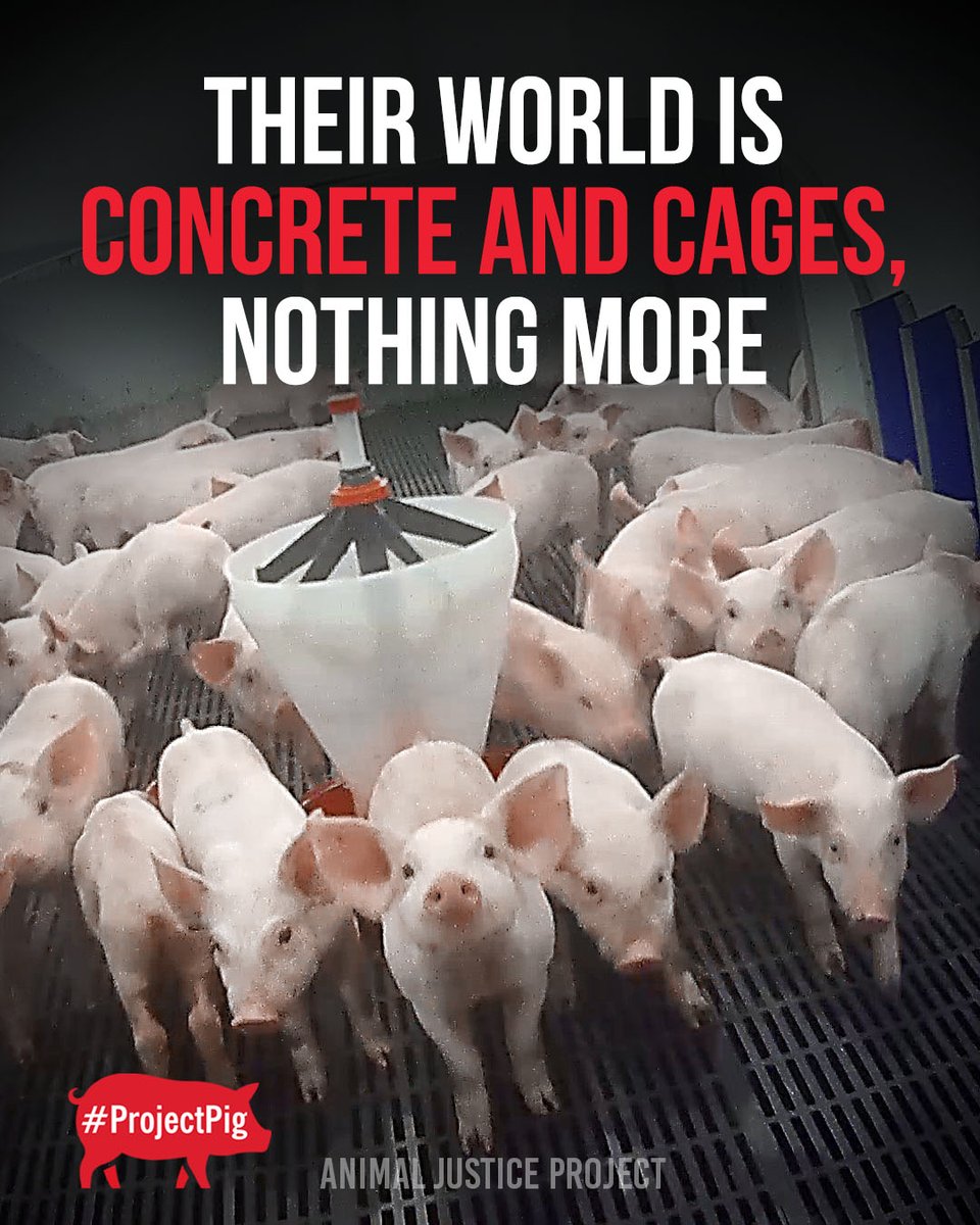 AnimalJusticeProject (@ajpreact) on Twitter photo At Cranswick plcās Northmoor Farm, āenrichmentā for piglets and their mothers meant a block of wood hanging from a chain.
This is how Red Tractor defines āhigh welfareā.
āļø Sign and share our petition:
act.animaljusticeproject.com/pigletthumping
#ProjectPig #JusticeForPigs #CranswickExposed At Cranswick plcās Northmoor Farm, āenrichmentā for piglets and their mothers meant a block of wood hanging from a chain.
This is how Red Tractor defines āhigh welfareā.
āļø Sign and share our petition:
act.animaljusticeproject.com/pigletthumping
#ProjectPig #JusticeForPigs #CranswickExposed