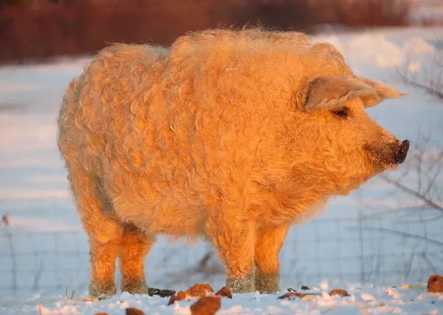 Grande (@sixrande) on Twitter photo 