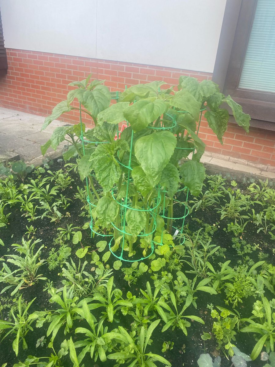 Wow just wow.🤩 What hard work, dedication and determination can produce working collaboratively with Mother Nature! Our raised beds are a credit to all the hard work of our young people and staff. Well down everyone!👏👏👏
