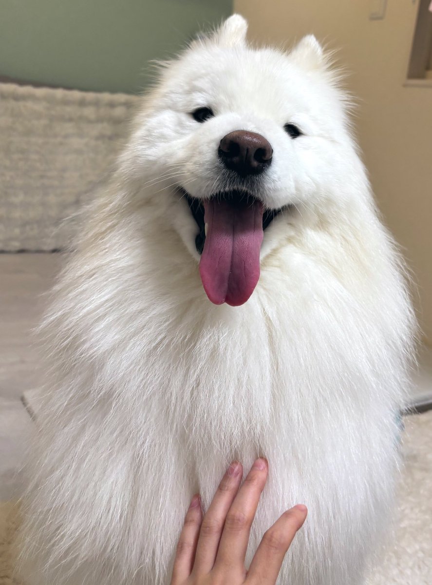 samoyed_lamb's tweet photo. 換毛期です〜
 #サモエド
 #4歳
 #犬のいる暮らし https://t.co/xweEqAshGj