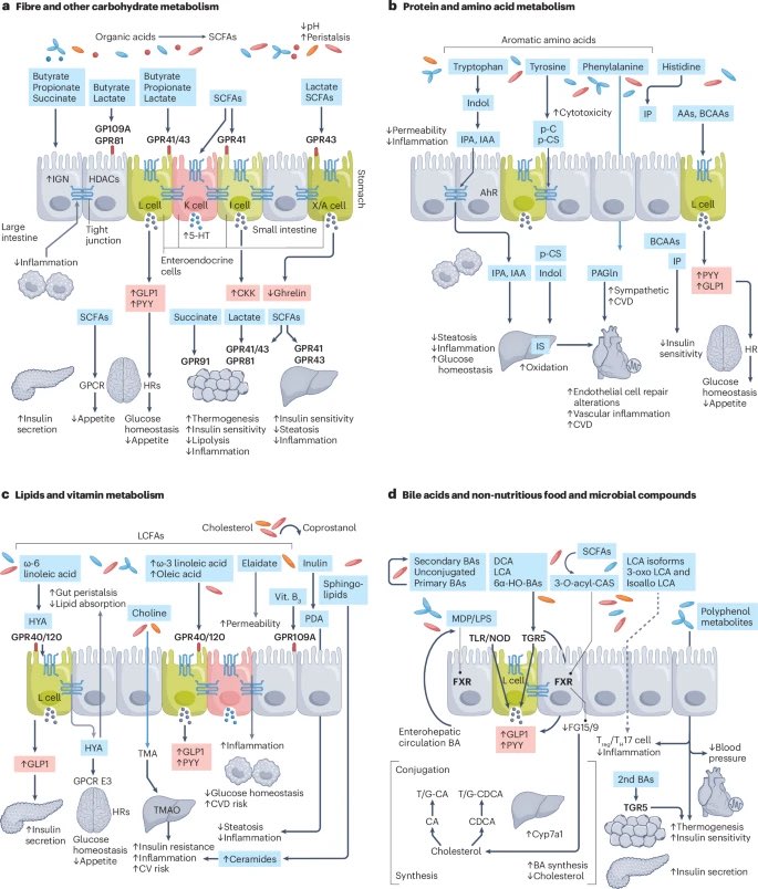 Diet shapes the gut #microbiome, which is at the center of health and disease 

#MedTwitter #GITwitter 

nature.com/articles/s4157…