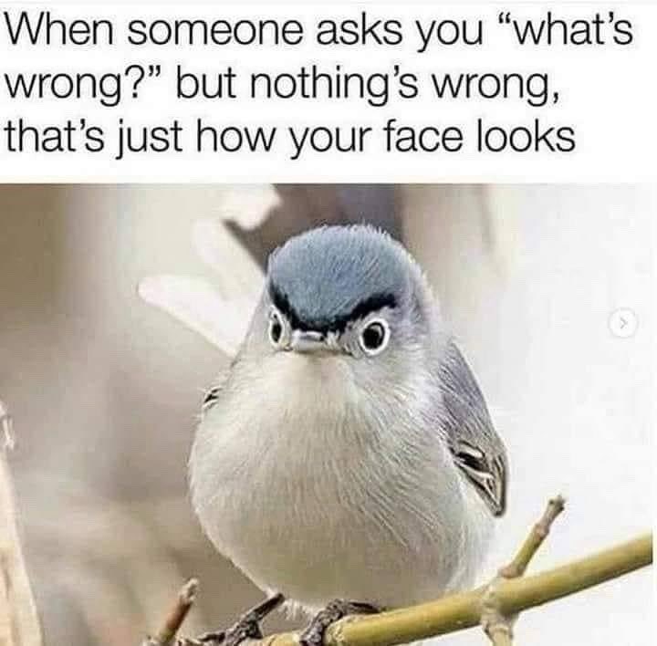 SoFlPeakers (@soflpeakers) on Twitter photo #FunnyFriday 😠🤣#SouthFloridaPeakers #SupportInspireUnite #MPC2025
#StrongerTogether #MyPeakChallenge #peaker4life #PeakerStrong #ProudPeaker #findyourpeak #BloodCancerUK <a href="/samheughan/">Sam Heughan</a>
<a href="/mypeakchallenge/">My Peak Challenge</a> <a href="/CoachValbo/">John Valbonesi</a> #valbod #FunnyFriday 😠🤣#SouthFloridaPeakers #SupportInspireUnite #MPC2025
#StrongerTogether #MyPeakChallenge #peaker4life #PeakerStrong #ProudPeaker #findyourpeak #BloodCancerUK <a href="/samheughan/">Sam Heughan</a>
<a href="/mypeakchallenge/">My Peak Challenge</a> <a href="/CoachValbo/">John Valbonesi</a> #valbod