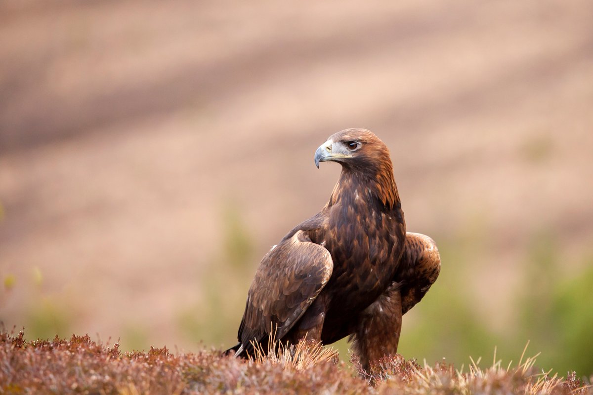 Our landscape  tells a living story of recovery.

From regenerating woodlands to thriving wildlife, here at Dundreggan -  rewilding is happening all around you in the trees, the birdsong, the buzzing insects, and the soil beneath your feet.