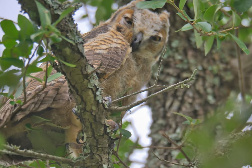 6/4 Update!:   "How'd you find me?" Look who was spotted in the Arboretum this morning!
Thanks to everyone who’s been keeping a respectful distance and quietly enjoying these special sightings. It’s still such a treat watching Athena's owlets grow.
📷 Bill J. Boyd