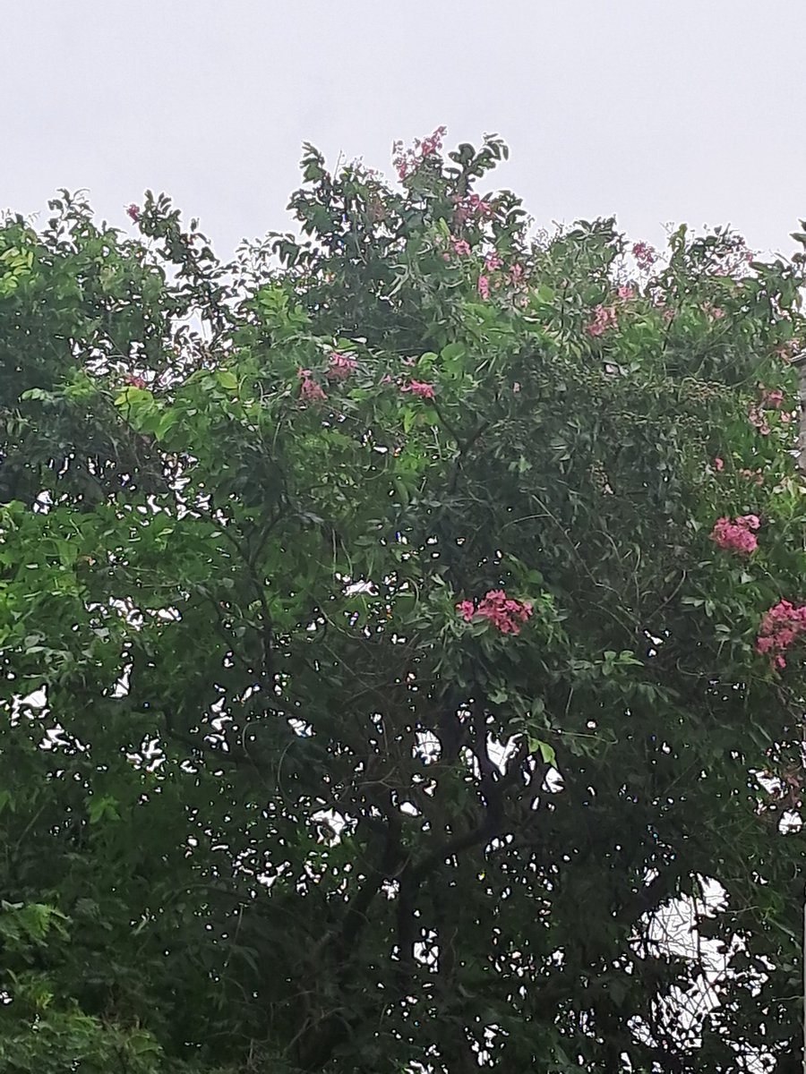 lightseekerusha's tweet photo. Pink power! This magnificent tree is showing off its stunning blooms. A common sight but always a joy to behold in Delhi.
#DelhiGreens #FloralFriday #TreeGoals #SimplyBeautiful #NatureLovers https://t.co/Y9dOkVDkD5