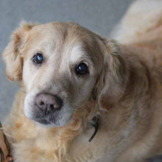Meldpunt 144 van de politie is dé levenslijn voor mishandelde en verwaarloosde dieren. Maar de afgelopen jaren is er fors bezuinigd en het meldpunt staat onder druk. 

Teken de petitie om het een vaste onafhankelijke plek én vaste financiering te geven:  steun.hondenbescherming.nl/petitie-red-me…