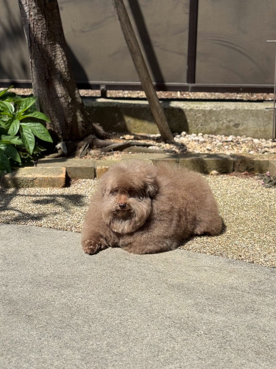 __mohu_c's tweet image. 日向ぼっこ中の親方。