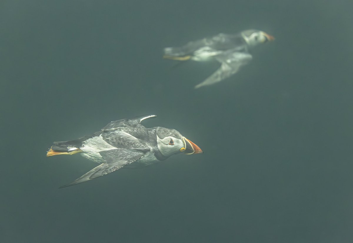 bwmphotoUK's tweet photo. Puffins flying underwater!! 🤯🤯🤯🤯 some of the toughest shots I’ve got on my uk coast and islands project. #puffin #wildlife #birdphotography https://t.co/vT9jfSgNuJ