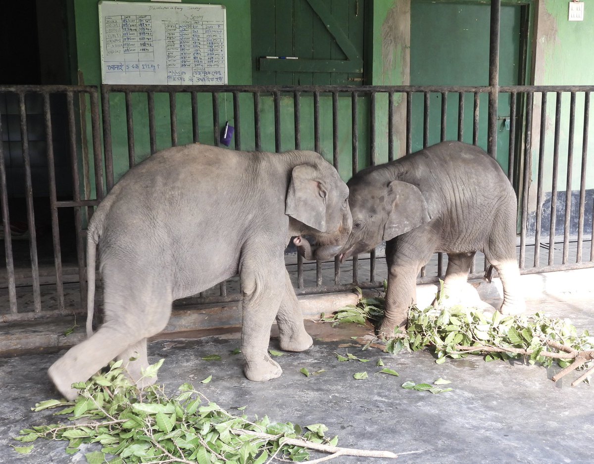 Wildlife Trust of India (@wti_org_india) on Twitter photo A female Asian #elephant calf was found stranded on a riverbed in the Sonai Rupai WLS in #Assam earlier this week. It was swept by a surge in water level due to heavy pre-monsoon #rains. Promptly rescued by <a href="/assamforest/">Assam Forest Department</a>, it is currently being cared for at #CWRC, #Kaziranga. A female Asian #elephant calf was found stranded on a riverbed in the Sonai Rupai WLS in #Assam earlier this week. It was swept by a surge in water level due to heavy pre-monsoon #rains. Promptly rescued by <a href="/assamforest/">Assam Forest Department</a>, it is currently being cared for at #CWRC, #Kaziranga.