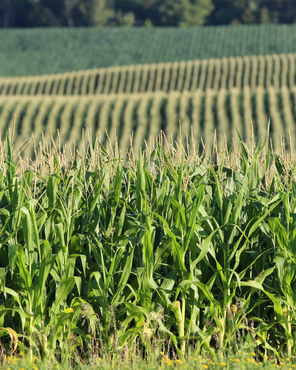 🌽 El éxito del maíz comienza con un control eficaz de malas hierbas. En Syngenta contamos con soluciones líderes que aseguran la sanidad del cultivo desde el inicio ⬇️

✅ EVOLYA: único formulado solo con Mesotriona para preemergencia, ideal en programas con INDAVIUS o GAMIT.
✅