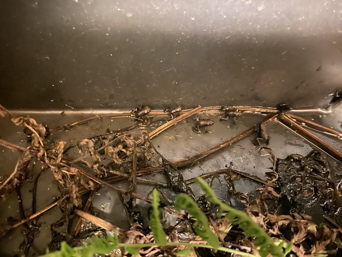 minexon's tweet image. いつまでたっても外の世界に旅立たないカエルちゃん達。アブラムシ食ってる。#かえるの日