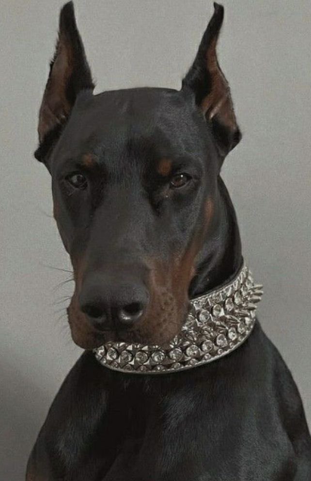 le fait que les dobberman ça doit ressembler à la photo de gauche et pas droite mais tlmt tout le monde leur coupe les oreilles je pensais qu’ils étaient naturellement comme ça