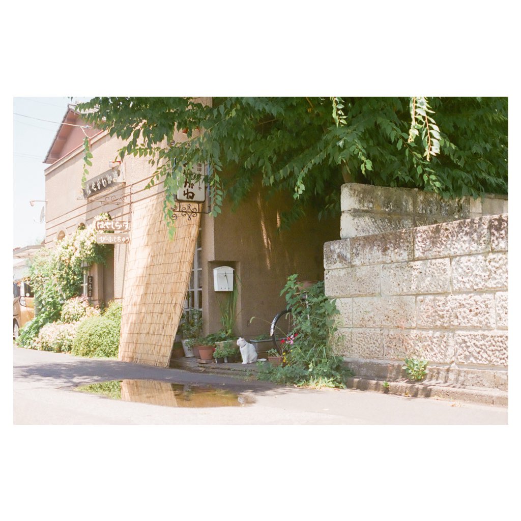 2024.5 足利、珈琲店の白猫
#film