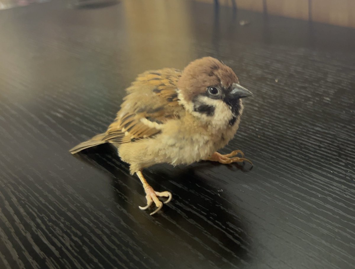 目見ながらずーちゃん可愛いねぇって言うと毎回モコってなる