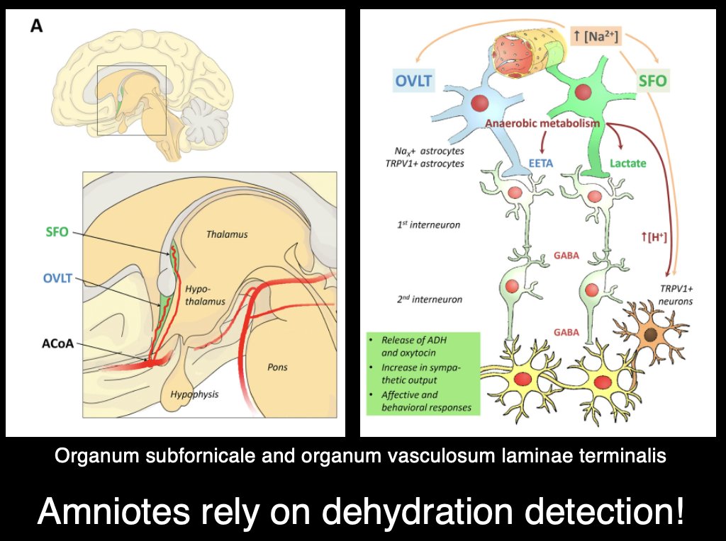 Eytan Raz (@eytanraz) on Twitter photo Why did natural selection favored the persistence of the #ACOM? As a solution to the problem of dehydration in the reptiles and not as a collateral source (anthropocentric view)! Thanks <a href="/kanachan2020/">Masaki Komiyama, M.D.</a> for the paper! Why did natural selection favored the persistence of the #ACOM? As a solution to the problem of dehydration in the reptiles and not as a collateral source (anthropocentric view)! Thanks <a href="/kanachan2020/">Masaki Komiyama, M.D.</a> for the paper!