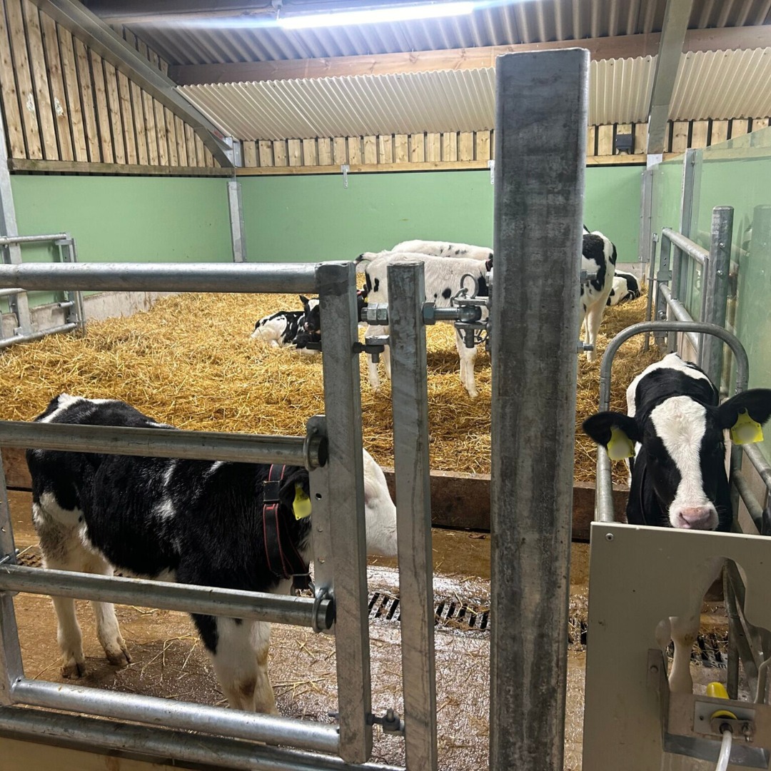 Auto calf feeders – not as ‘hands-off’ as they seem!

Poor mixing, wrong feed curve, or low intake = hidden performance losses.

Quick checks = healthier calves &amp; stronger results!🐮✅

More tips here 👉bit.ly/4jyAduz

#CalfHealth #TeamDairy #DairyFarming #FarmSmart
