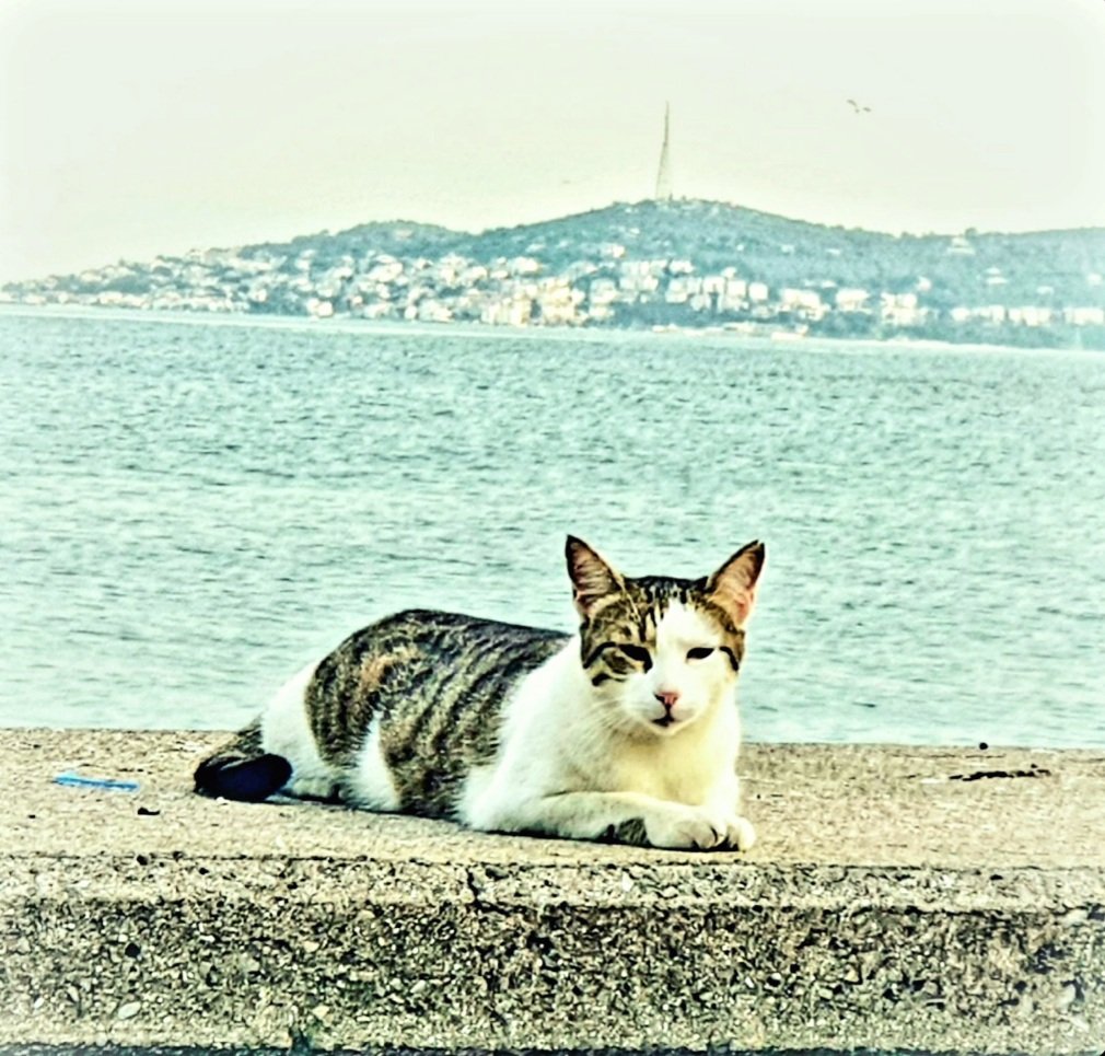 CatmandooWonder's tweet image. Happy #Friday, everyone! 🏝⛵☀️🛶🏝

Be #cool. Just be. 😇💛😸💛😇

"Now and then it's good to pause in our pursuit of happiness and #JustBeHappy." -
Guillaume Apollinaire (French poet, playwright, short story writer, novelist and art critic of Polish descent)(1880-1918)