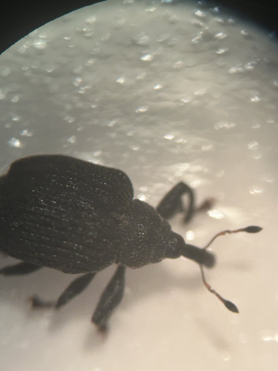 askabugman1's tweet image. Yellow Poplar Weevils are swarming Ashburn and Aldie, VA, Often mistaken for ticks, these harmless bugs don’t bite or sting. Simply wash or brush them off your home or patio—they’ll move on eventually.  Read more:  pubs.ext.vt.edu/content/dam/pu…
